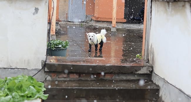 Anti-Slip Dog Shoes – Paw Protector, Rain & Outdoor Booties, Dirt-Proof, Secure Fit